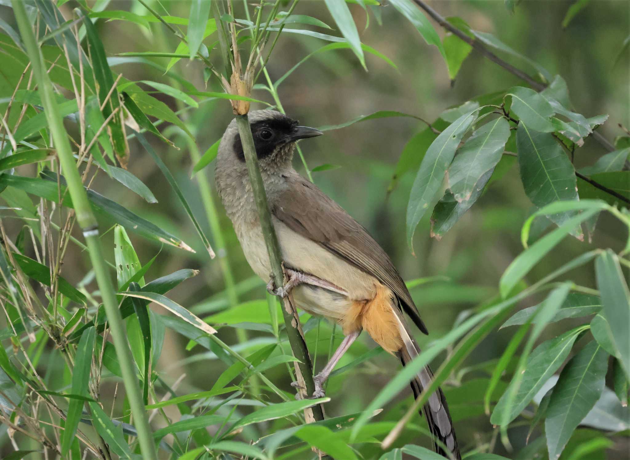 Photo of Masked Laughingthrush at 多摩川 by taiga