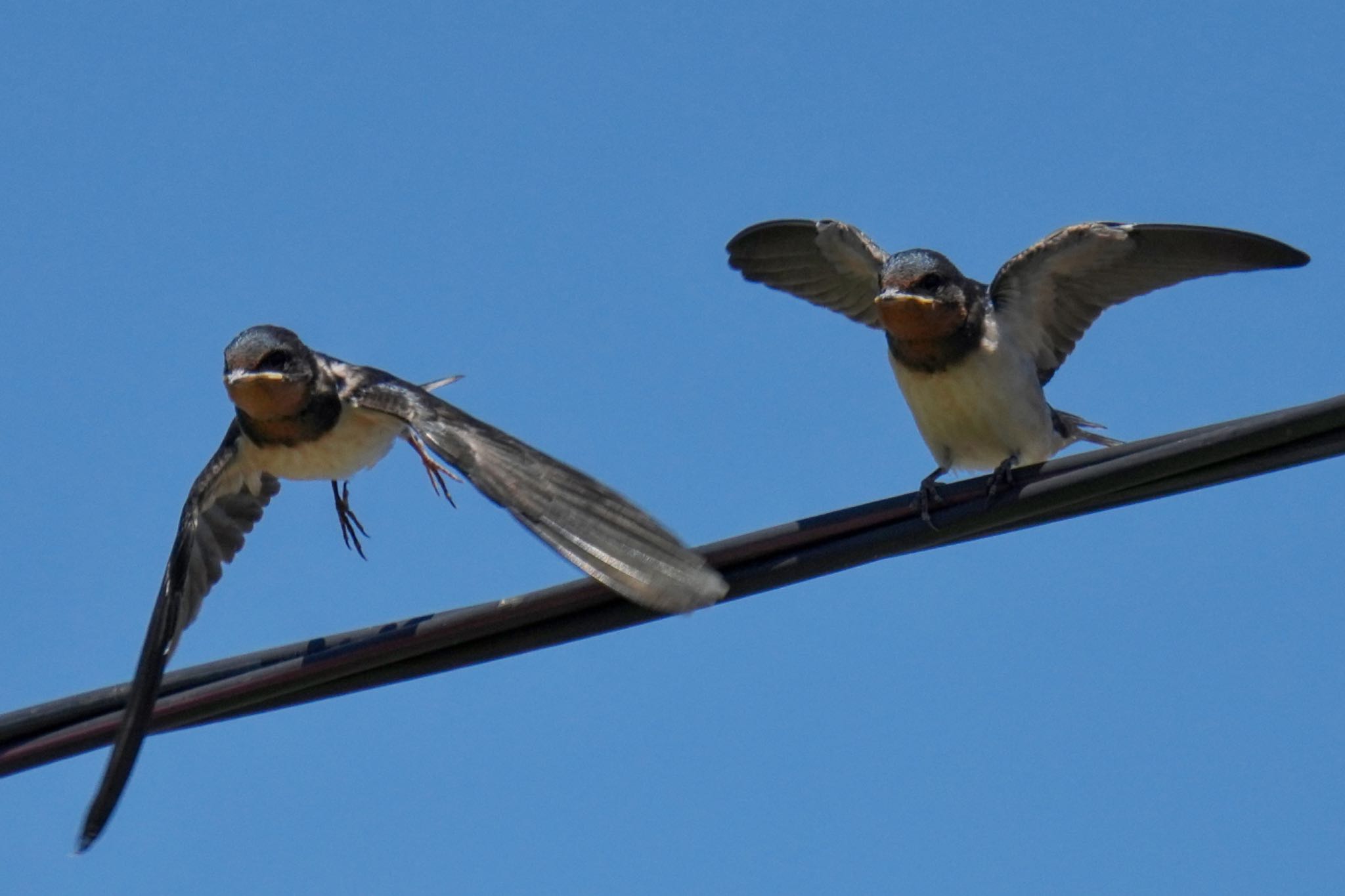 Barn Swallow