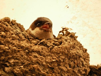 2023年6月21日(水) 山梨県丹波山村の野鳥観察記録