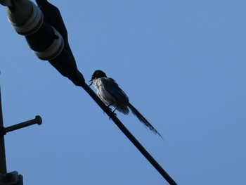 Azure-winged Magpie 恩田川(高瀬橋付近) Sun, 8/5/2018