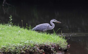 Grey Heron Teganooka Park Thu, 6/29/2023