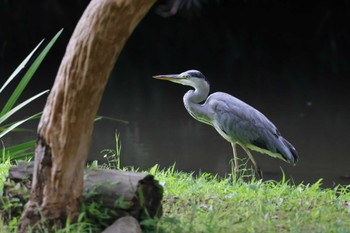 Grey Heron Teganooka Park Thu, 6/29/2023