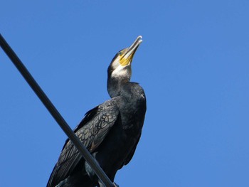 Great Cormorant 恩田川(高瀬橋付近) Sun, 8/5/2018