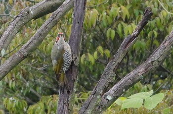 Japanese Green Woodpecker 愛知県 Fri, 6/23/2023