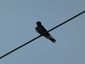 Barn Swallow 恩田川(高瀬橋付近) Sun, 8/5/2018