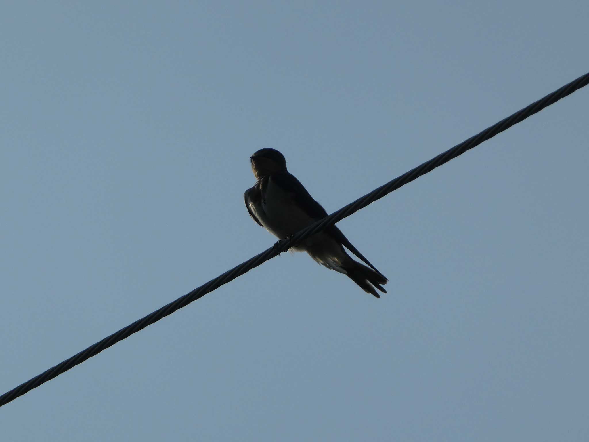 Barn Swallow