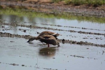 Eastern Spot-billed Duck 上海老 Sun, 6/4/2023