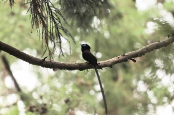 Tue, 6/27/2023 Birding report at 毛呂山町