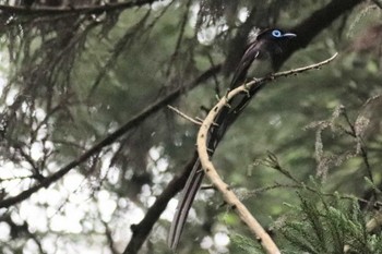 サンコウチョウ 毛呂山町 2023年6月27日(火)