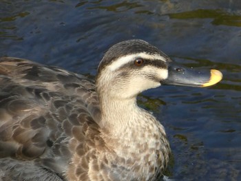 Eastern Spot-billed Duck 恩田川(高瀬橋付近) Sun, 8/5/2018