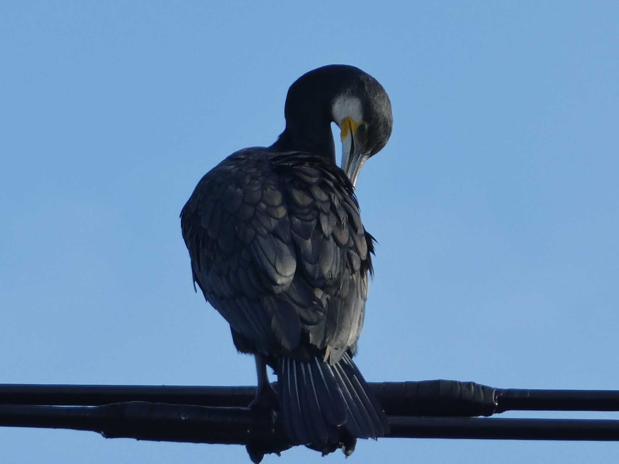 恩田川(高瀬橋付近) カワウの写真 by Kozakuraband