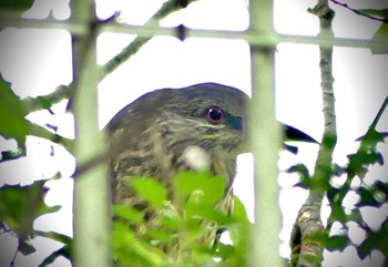 ゴイサギ 小畔水鳥の郷公園 2023年6月21日(水)