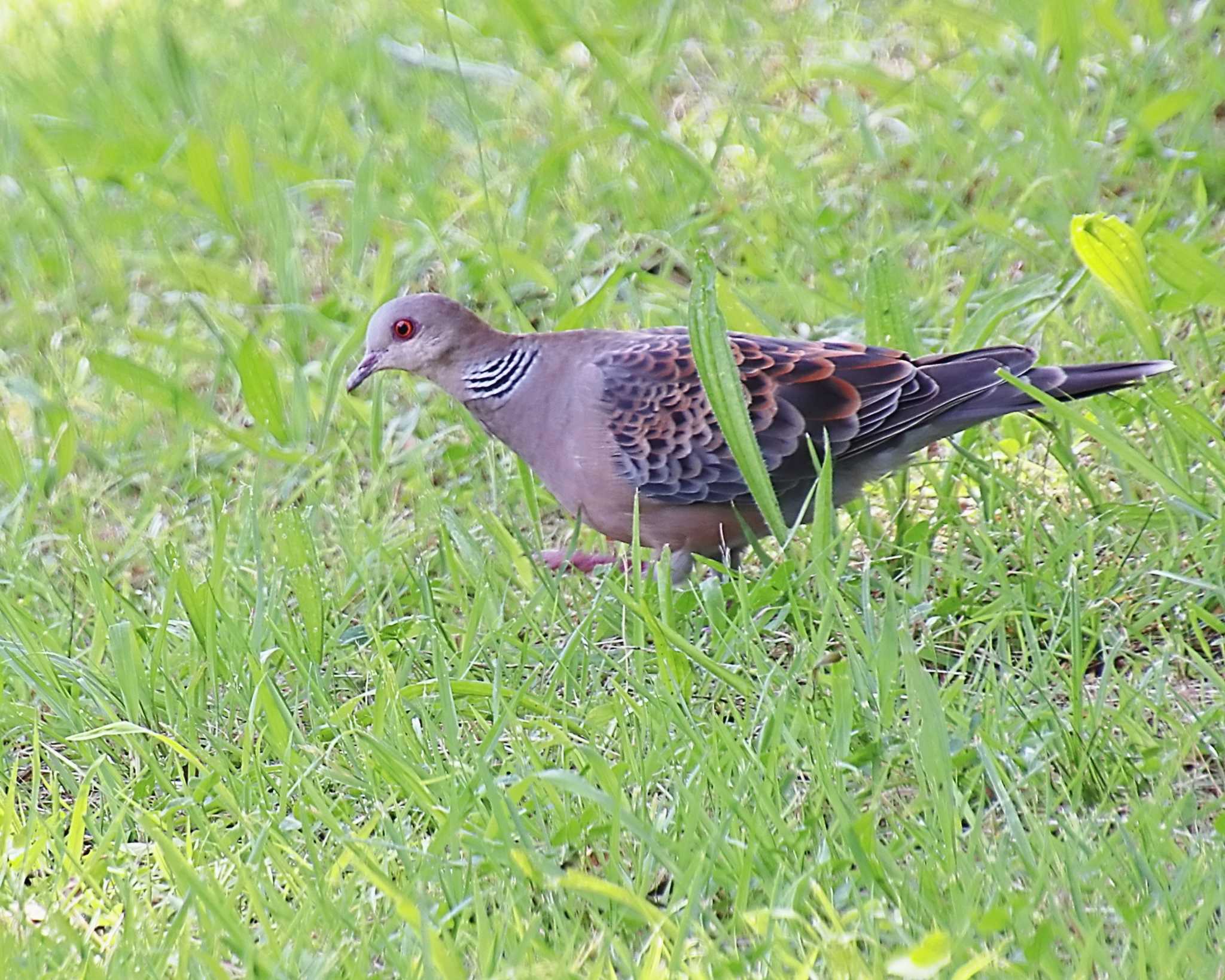 キジバト