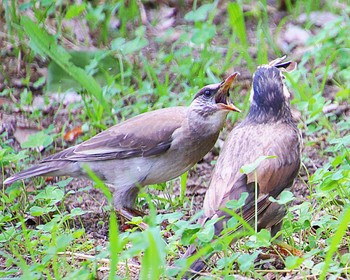 2023年6月29日(木) 大仙公園の野鳥観察記録