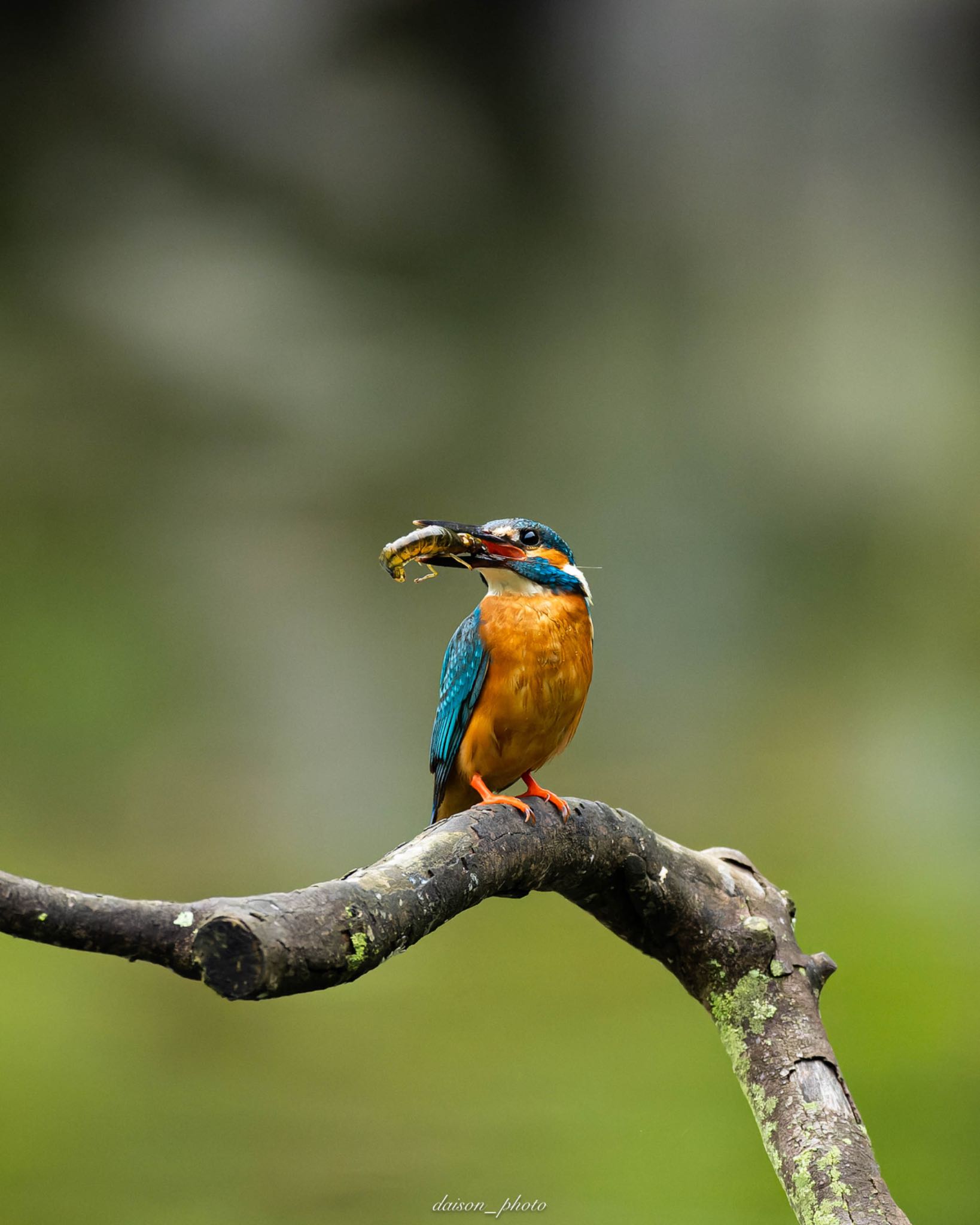 Photo of Common Kingfisher at Machida Yakushiike Park by Daison