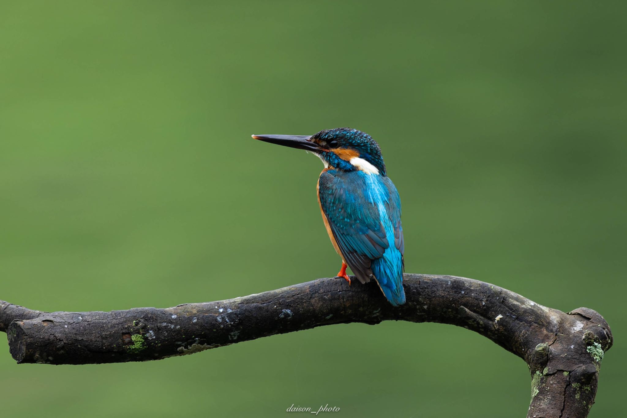 Photo of Common Kingfisher at Machida Yakushiike Park by Daison