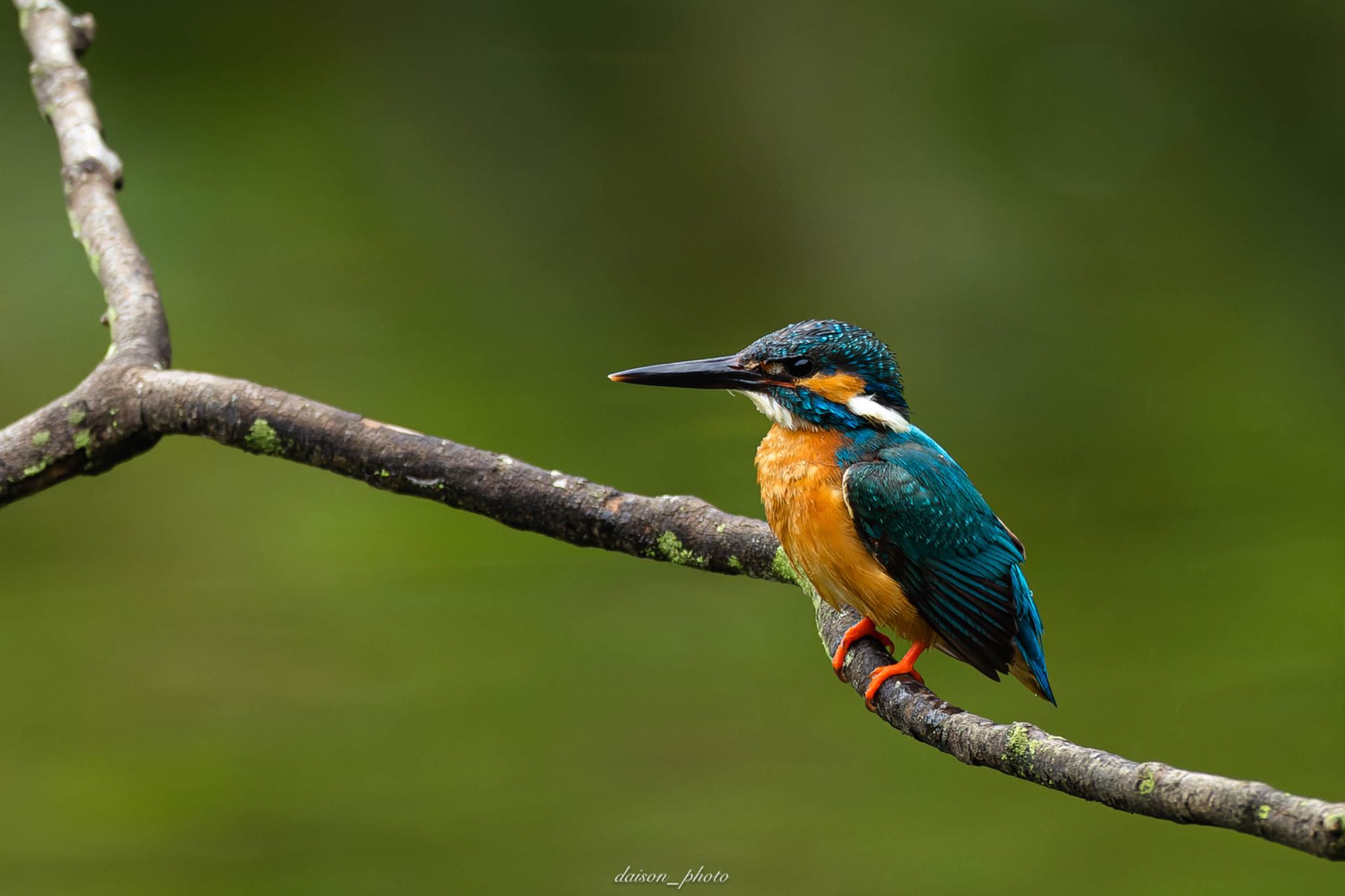 Common Kingfisher