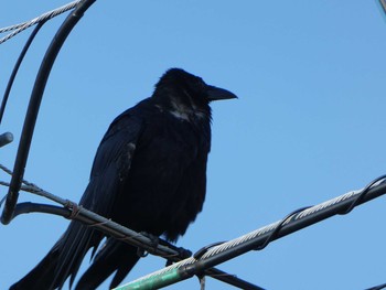 Carrion Crow 恩田川(高瀬橋付近) Sun, 8/5/2018