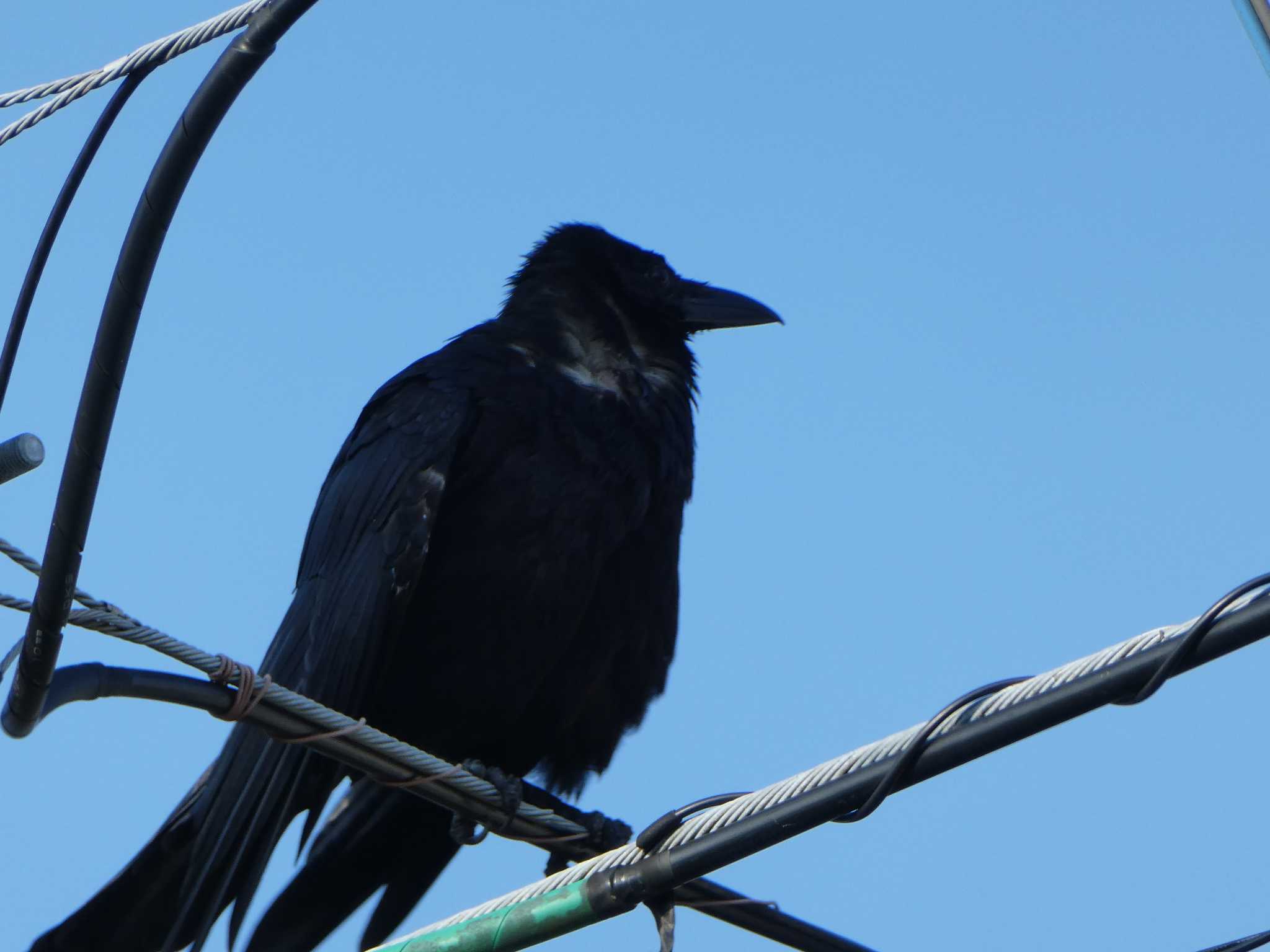 Carrion Crow