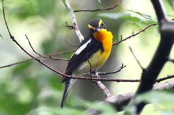 Narcissus Flycatcher 可児市 Thu, 6/29/2023