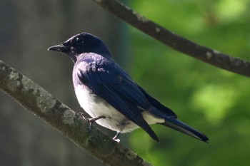 Blue-and-white Flycatcher 可児市 Thu, 6/29/2023