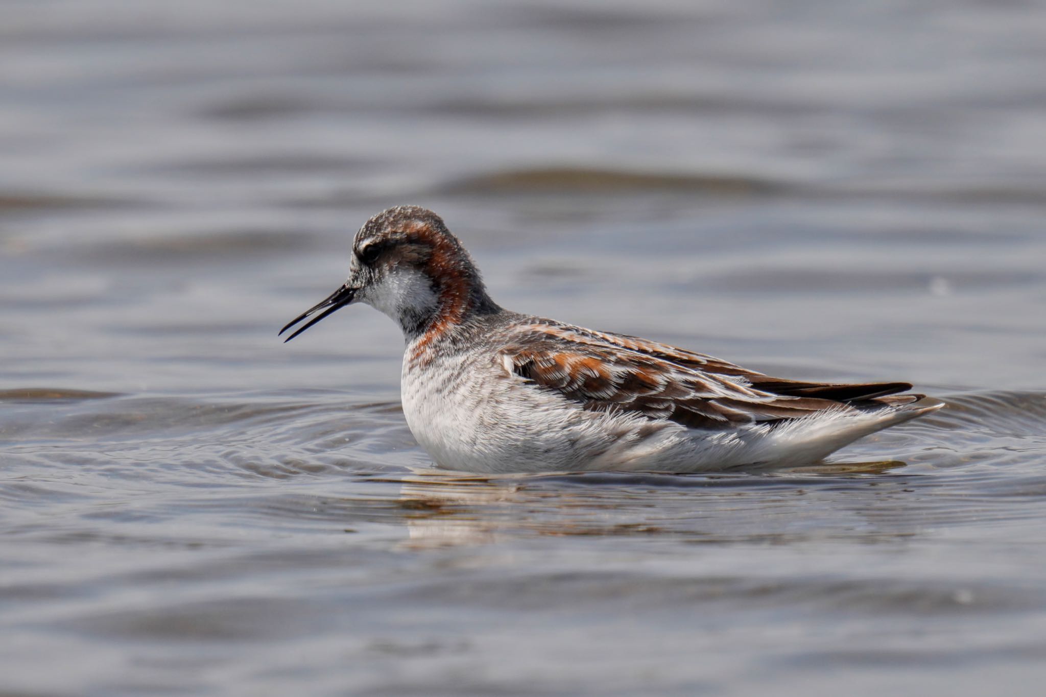 Red-necked Phalarope