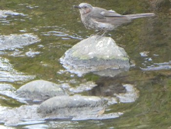 Brown-eared Bulbul 恩田川(高瀬橋付近) Sun, 8/5/2018