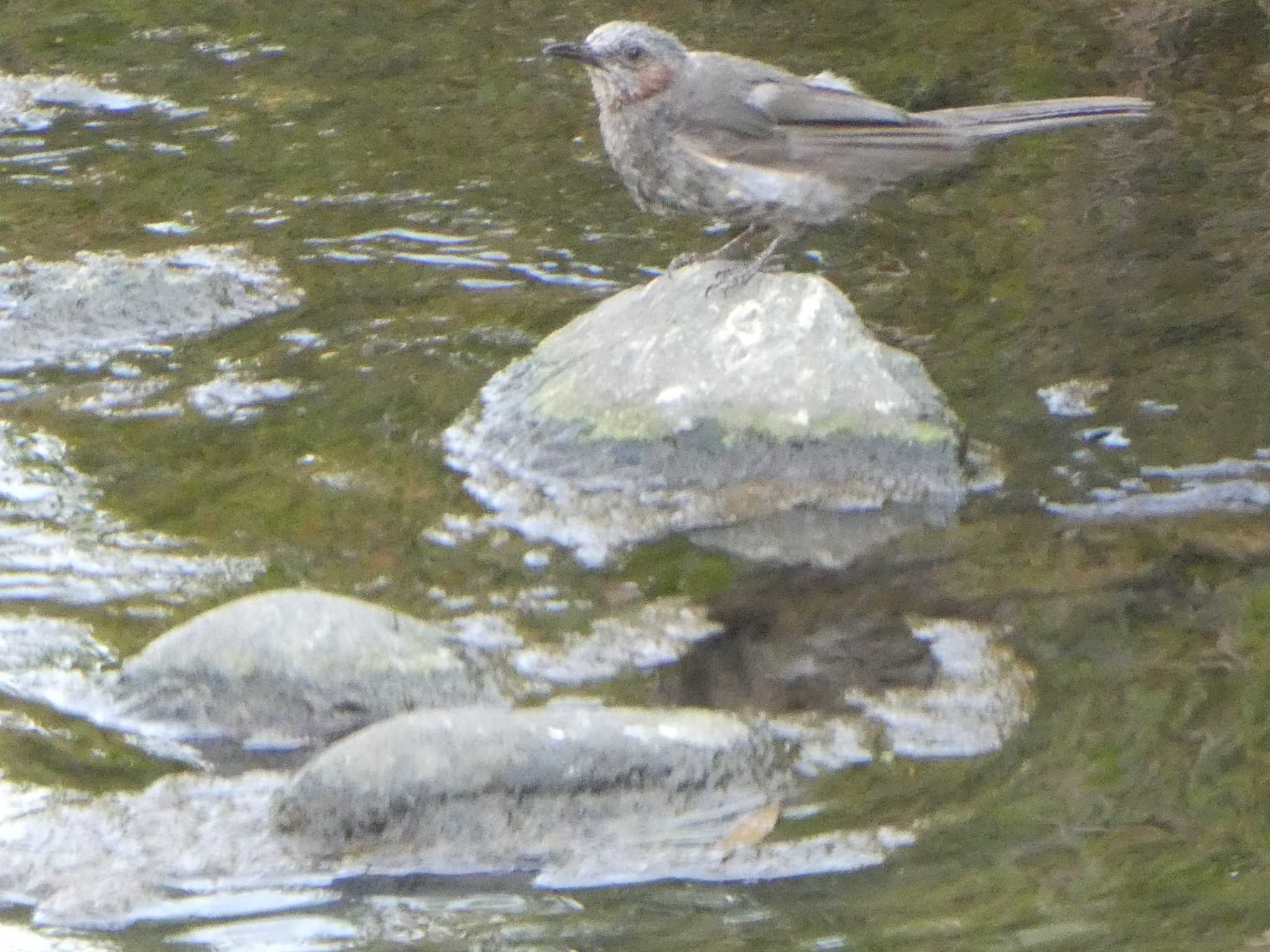 Brown-eared Bulbul