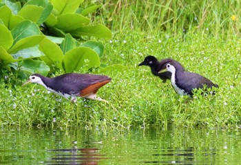 White-breasted Waterhen 那覇市 Fri, 6/23/2023