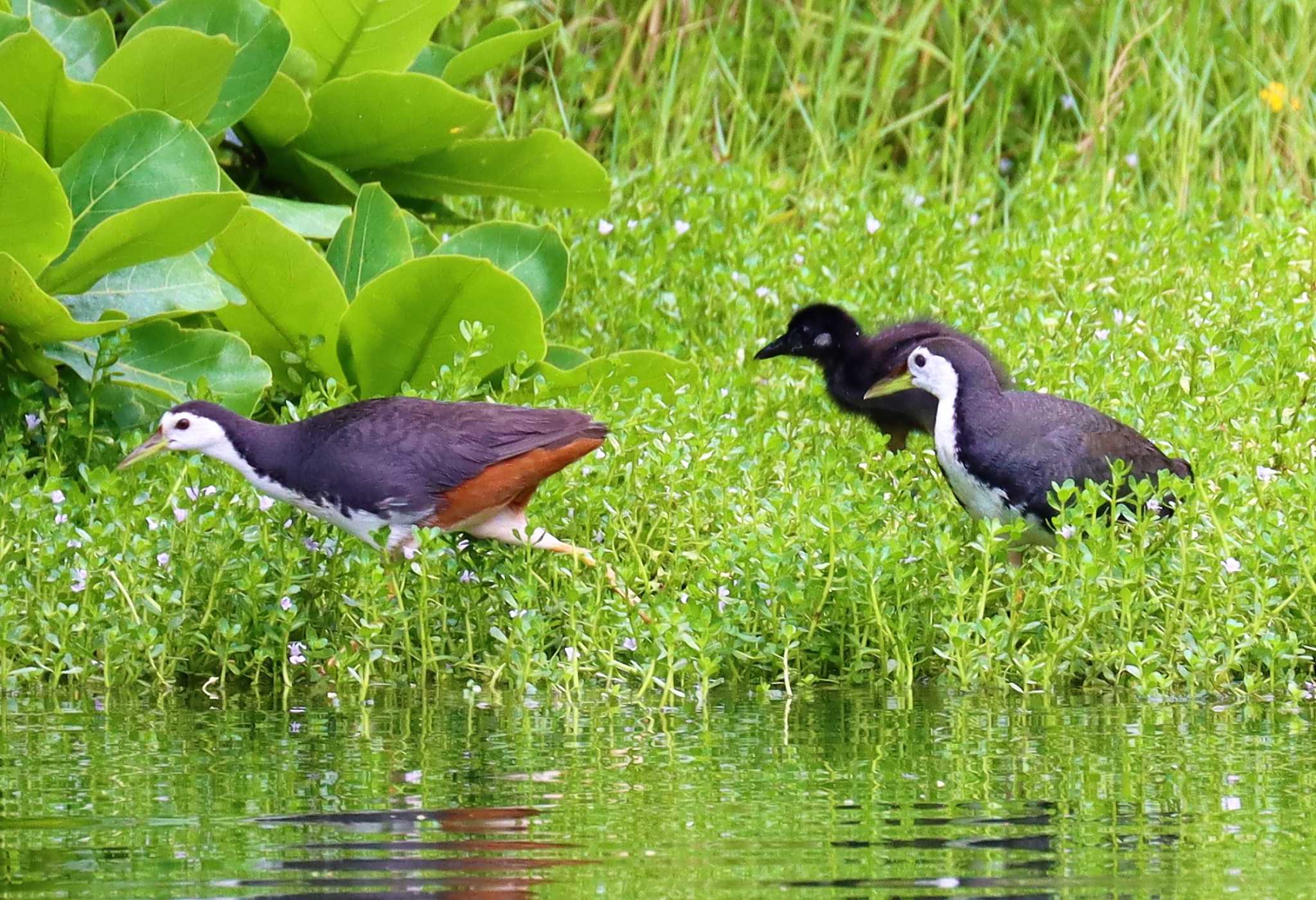 Photo of White-breasted Waterhen at 那覇市 by らうんでる