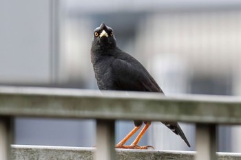 Crested Myna 金井遊水地(金井遊水池) Wed, 6/28/2023