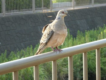 Rock Dove 恩田川(高瀬橋付近) Sun, 8/5/2018