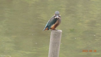 カワセミ 葛西臨海公園 2023年6月6日(火)