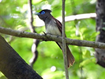 Black Paradise Flycatcher 日本ラインうぬまの森 Thu, 6/29/2023