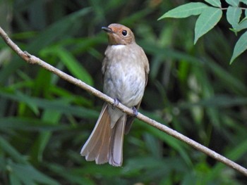 Blue-and-white Flycatcher 日本ラインうぬまの森 Thu, 6/29/2023