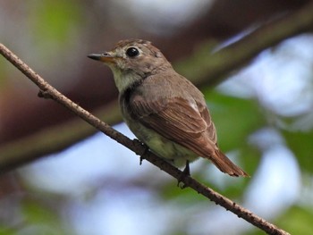 Asian Brown Flycatcher 日本ラインうぬまの森 Thu, 6/29/2023