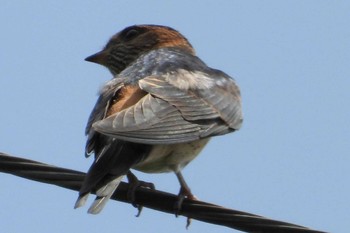 Red-rumped Swallow 岡山市北区畑鮎 Thu, 6/29/2023