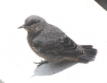 Blue Rock Thrush 川崎市宮前区 Thu, 6/29/2023