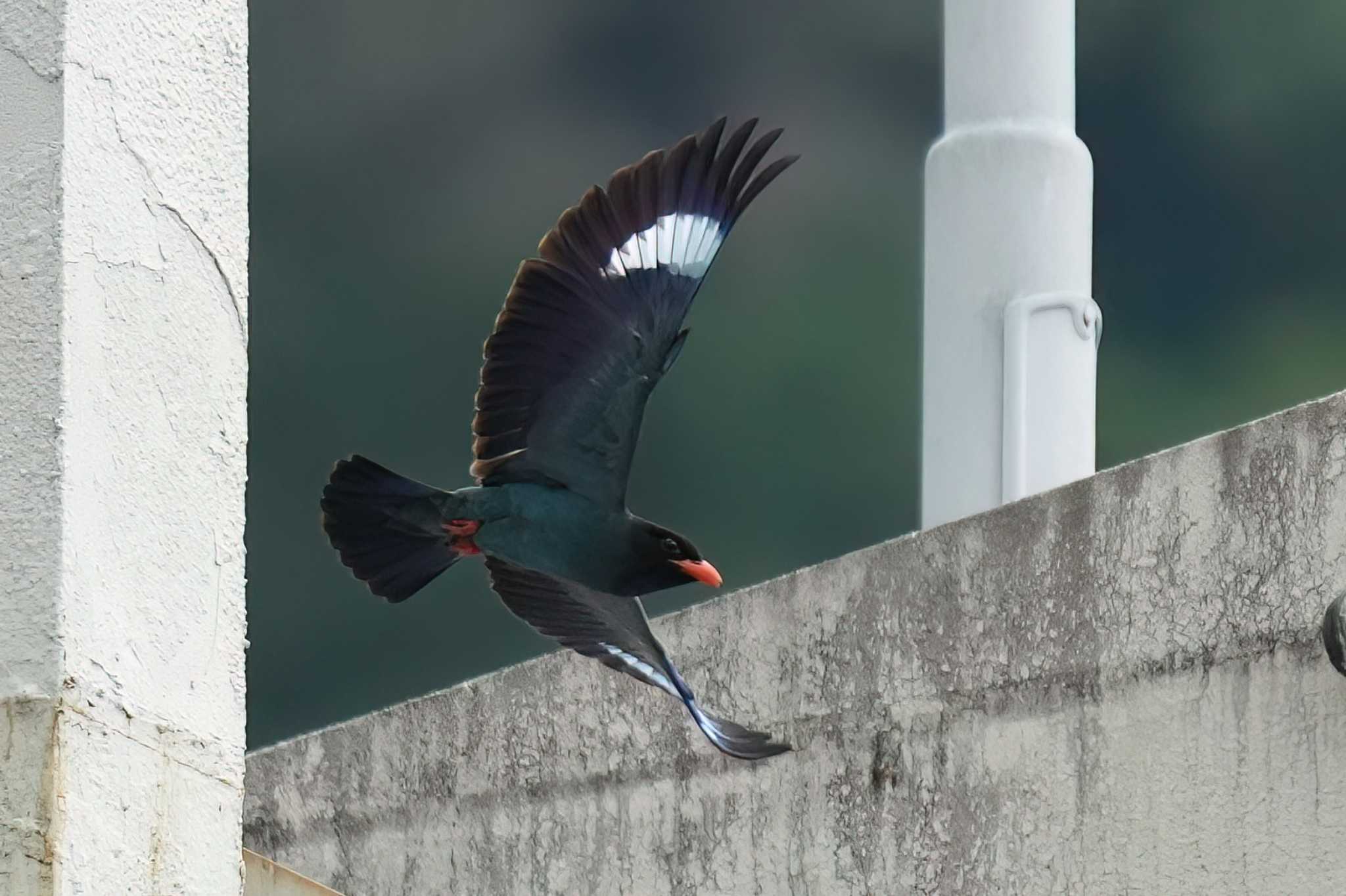 天龍村 ブッポウソウの写真