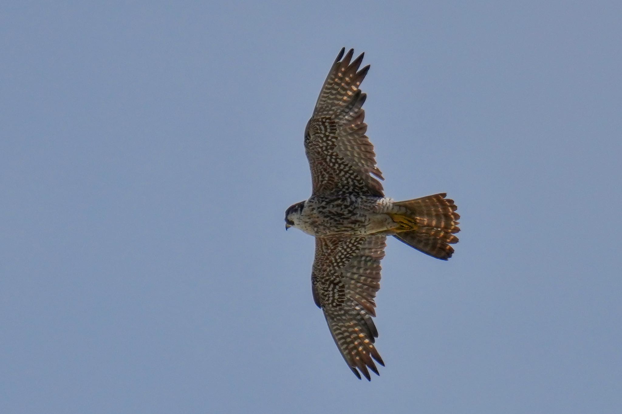 Peregrine Falcon