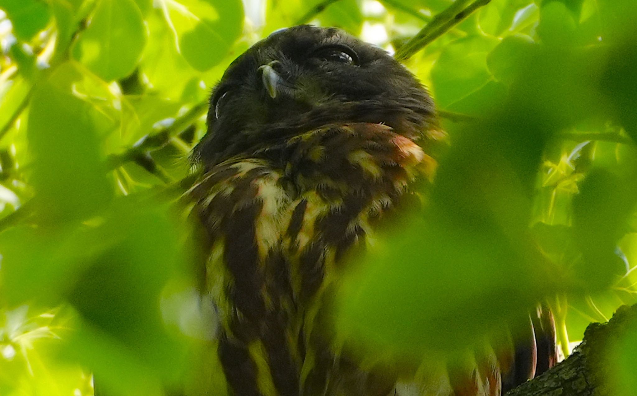 宗像神社 アオバズクの写真