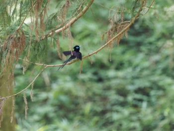 Black Paradise Flycatcher 八王子城跡 Thu, 6/29/2023