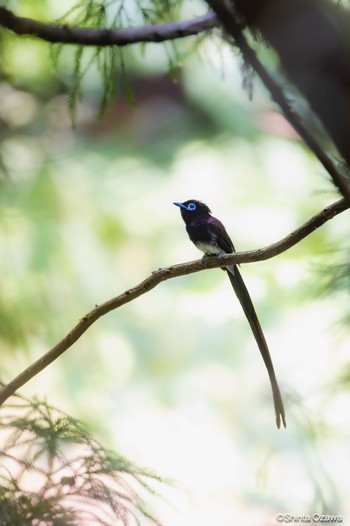 サンコウチョウ 鎌北湖 2023年6月29日(木)