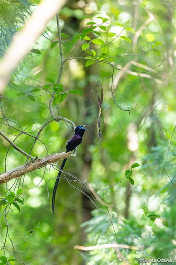 Black Paradise Flycatcher 鎌北湖 Thu, 6/29/2023