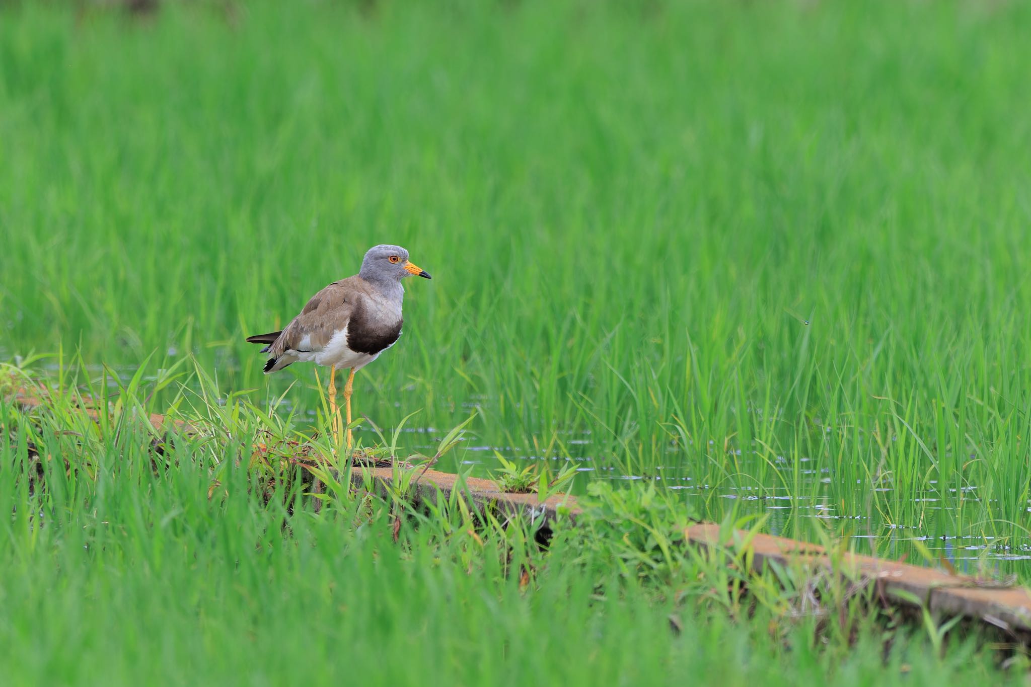 Photo of Grey-headed Lapwing at 各務原市 by アカウント5104