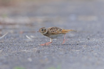 Eurasian Skylark 各務原市 Thu, 6/29/2023