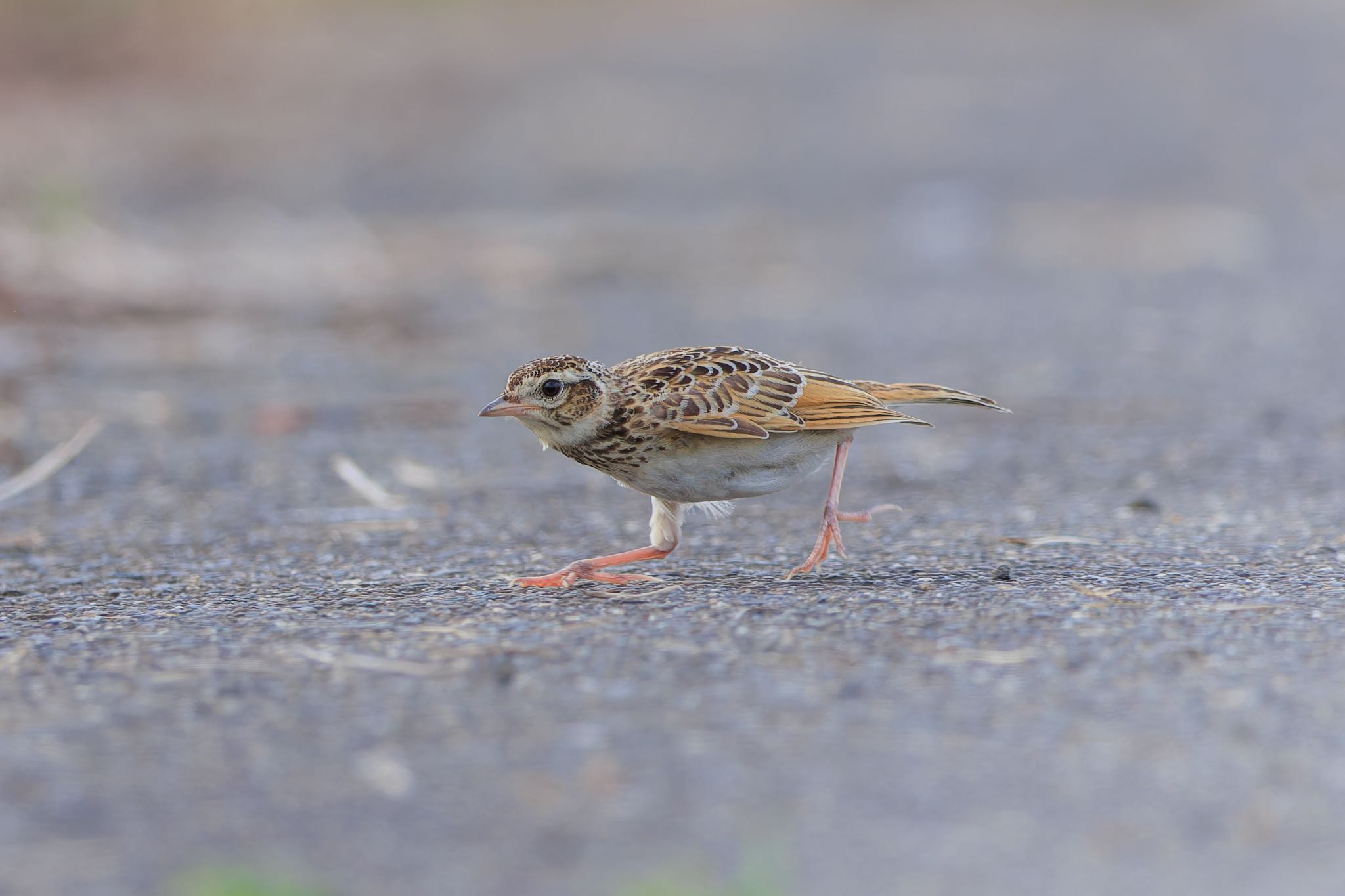 Photo of Eurasian Skylark at 各務原市 by アカウント5104