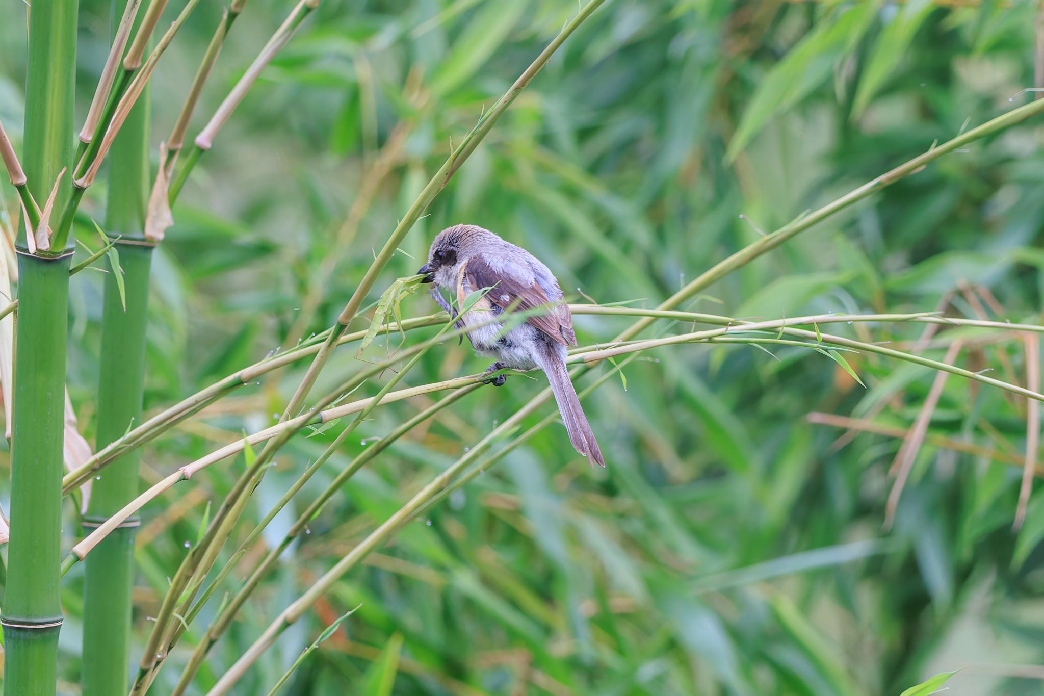 Photo of Bull-headed Shrike at 各務原市 by アカウント5104