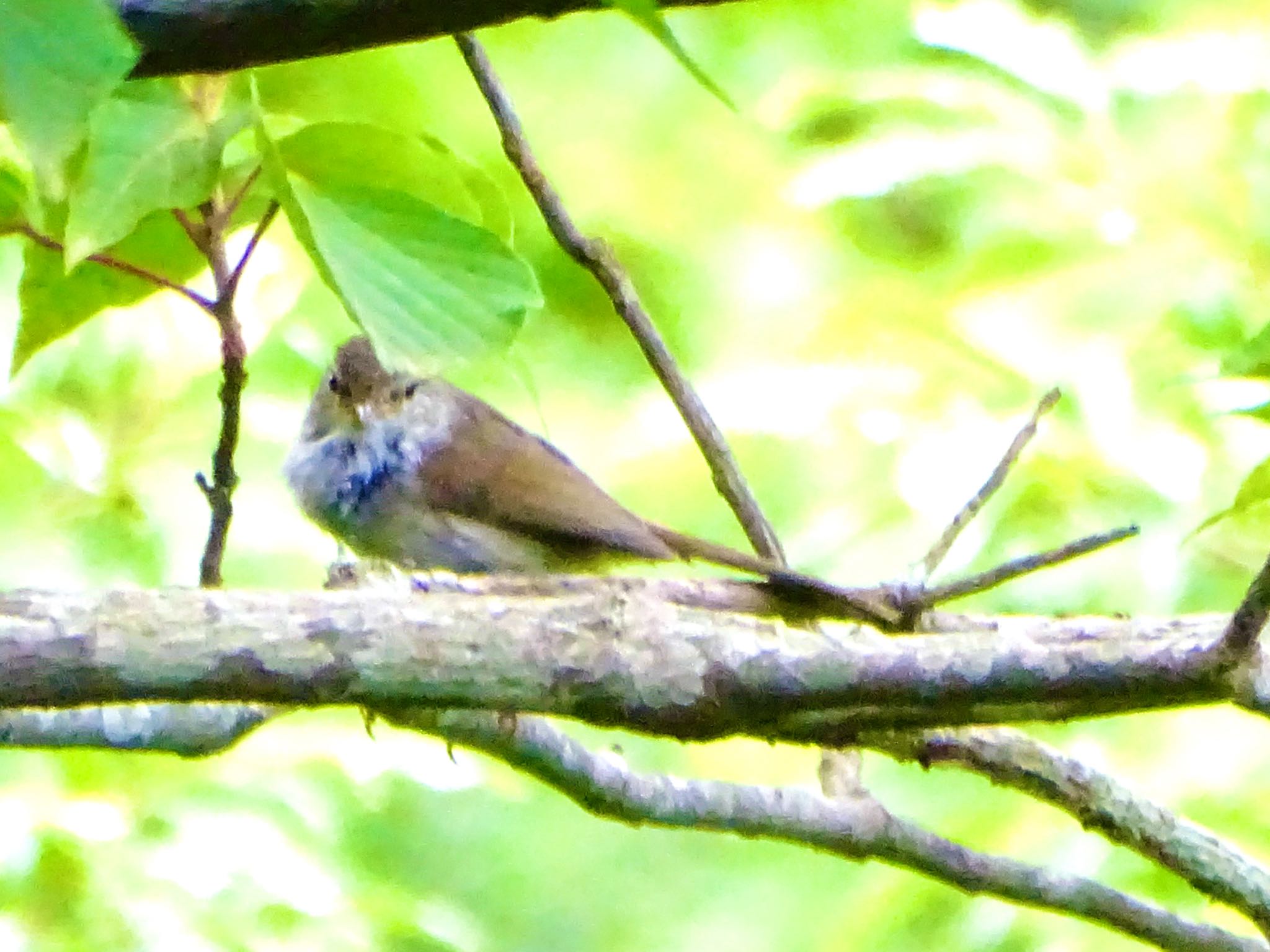 舞岡公園 ウグイスの写真