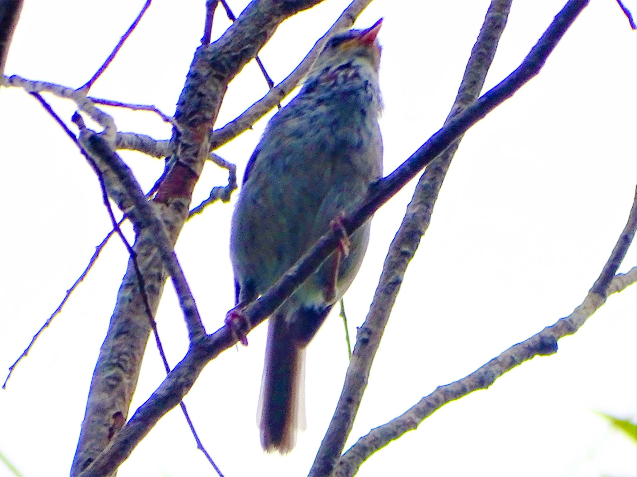 舞岡公園 ウグイスの写真